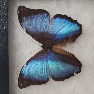 Morpho butterfly 🦋 under glass